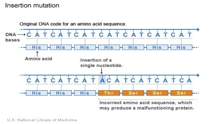 Diagrama que muestra una mutación por inserción en el ADN. Se observa una secuencia original de ADN que codifica el aminoácido histidina repetidamente. Tras la inserción de un solo nucleótido, el marco de lectura cambia, generando una nueva secuencia de aminoácidos (treonina, serina, serina, serina). Esto puede producir una proteína defectuosa.